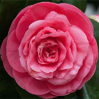 Loài hoa hiếm nhất thế giới, chỉ xuất hiện ở đúng 2 địa điểm