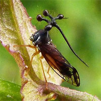 Kỳ quái với dáng vẻ 