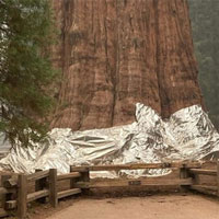 Bọc màng nhôm cứu cây lớn nhất thế giới khỏi 'giặc lửa'