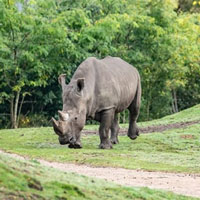 Tê giác chết đuối trong lần đầu 'hẹn hò'