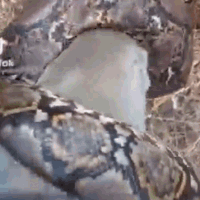 Clip: Bị trăn quấn quanh chân, người đàn ông có pha xử lý cực chất