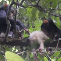 Vui mừng khi gặp tinh tinh bạch tạng, nhưng các nhà khoa học phải chứng kiến cảnh rùng rợn do đồng loại của nó gây ra