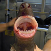 Loài cá mập có cái tên dễ thương nhưng nhìn phát là biết thương không nổi