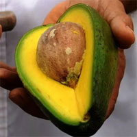 Ăn bơ có thể giúp giảm mỡ bụng nhưng chỉ áp dụng cho phụ nữ