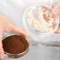 Trong tương lai, chúng ta có thể sản xuất cà phê không cần trồng cây