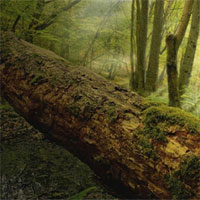 Cây chết giải phóng carbon nhiều hơn nhiên liệu hóa thạch