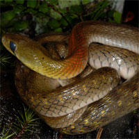 Phát hiện loài rắn hoa cỏ đổi thức ăn để tích lũy độc tố