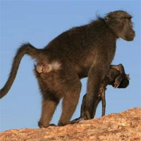 Tại sao nhiều loài động vật ôm xác con mới sinh nhiều ngày?