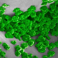 Kỹ sư MIT tạo ra cây phát sáng như đèn có thể sạc nhiều lần