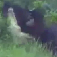 Video: Cá sấu khổng lồ bị trâu rừng húc văng lên trời