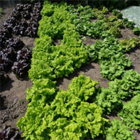 Các nhà khoa học nghiên cứu biến rau diếp thành 