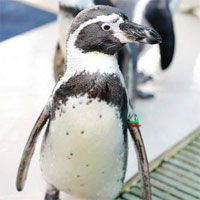 Chim cánh cụt già nhất thế giới qua đời vì tuổi cao sức yếu