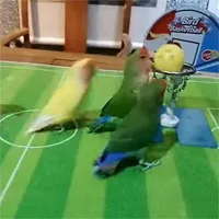 Video: Cảnh tượng hài hước khi những chú vẹt chơi bóng rổ "chuyên nghiệp" như vận động viên