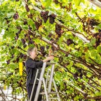 Cây nho lớn lâu đời nhất thế giới bên trong Cung điện Hampton Court