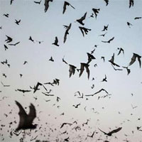 Bất ngờ tìm thấy loài dơi mang virus giống SARS-CoV-2 tại Lào