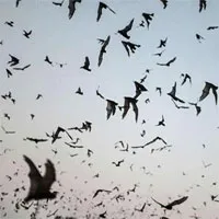 Bất ngờ tìm thấy loài dơi mang virus giống SARS-CoV-2 tại Lào