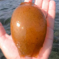 Thợ lặn vớt được vật kỳ dị màu cam, khoe lên mạng mới biết quý hơn ngọc