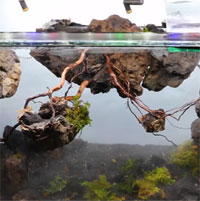 Thả một con kiến lửa vào bể kính, 2 năm sau người chủ nuôi thu về cả một đế chế hoành tráng khó tin