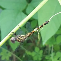 Chuyện khó tin nhưng có thật: Chuồn chuồn ngủ say, bị xúc tu dây leo khổ qua cuốn chặt vào đuôi