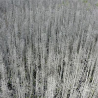 Rừng ma xuất hiện dọc bờ Đông nước Mỹ