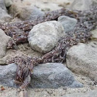 Hàng chục ngàn ấu trùng di chuyển thành khối khổng lồ kỳ dị