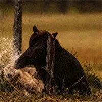 Các nhà khoa học lần đầu ghi nhận cảnh tượng chó sói 