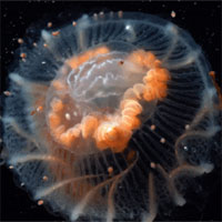 Mê mẩn ngắm loài sứa cực đẹp dưới lớp băng Nam Cực