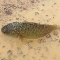 Cảnh con cá nhảy lên bờ 