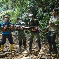 Bắt được trăn siêu "khủng" nặng 120kg phải 9 người ôm mới nhấc nổi: Đây là loài trăn gì?