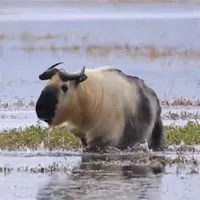 Video: Cảnh quay hiếm về sinh vật nửa giống trâu nửa giống cừu