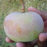 Giống xoài tiến vua siêu hiếm: Trông như quả táo, vị như quả chuối, chỉ một nơi trên thế giới trồng được