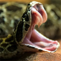 Răng nanh rắn có trước hay nọc độc có trước?