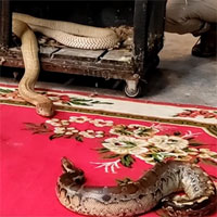 Video: Trăn cộc bị hổ mang chúa háu đói tấn công và cái kết vô cùng bi thảm sau đó