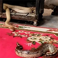 Video: Trăn cộc bị hổ mang chúa háu đói tấn công và cái kết vô cùng bi thảm sau đó
