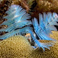 Cận cảnh những loài giun kỳ quái nhất quả đất