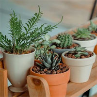 Tại sao một số loại cây trồng được trong phòng ngủ, số khác lại không?