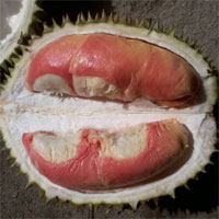 Loại sầu riêng cầu vồng quý hiếm 