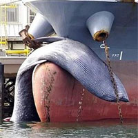Hy hữu chuyện loài cá voi to lớn thứ 2 thế giới bị chết kẹt trước mũi tàu chở dầu Nhật Bản