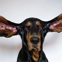 Chú chó có đôi tai dài nhất thế giới