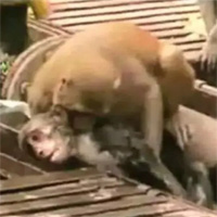 Video: Thấy bạn bị điện giật bất tỉnh, khỉ lao vào giải cứu và cái kết