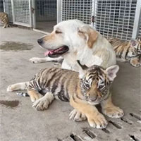 Chó nuôi hổ, cho bú tận tình tới khi lớn và cái kết khiến cộng đồng mạng bất ngờ
