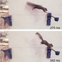 Loài sóc trở thành hình mẫu để quân đội Mỹ học hỏi nhằm thiết kế robot trong tương lai