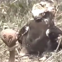 Video: Rắn hổ mang chúa tử chiến đại bàng và cái kết đầy bất ngờ