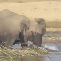 Cả gan trêu chọc voi, 