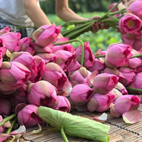 Bảo tồn sen Hồ Tây bằng công nghệ nuôi cấy mô tế bào