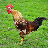 Gà trống có tiếng gáy 'dài nhất thế giới'