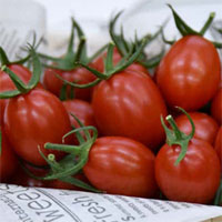 Cà chua chỉnh sửa gene CRISPR đầu tiên trên thế giới được bán