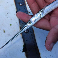 Đâu ai ngờ loài cá mảnh mai này là 