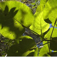 Các nhà khoa học điều chế chất độc tự nhiên làm thuốc chữa bệnh