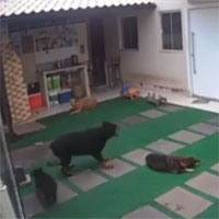 Chó cưng chết đầy bí ẩn trong vườn, chủ xem camera thì hãi hùng trước “sát thủ” to bằng đầu ngón tay